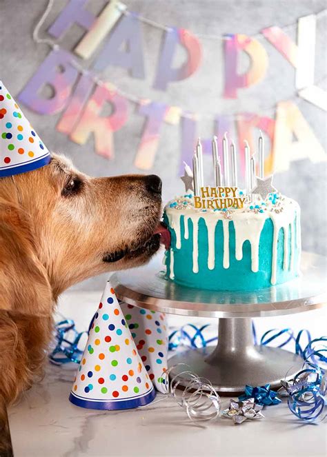 Dog birthday. Things To Know About Dog birthday. 
